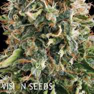 Vision Seeds White Widow